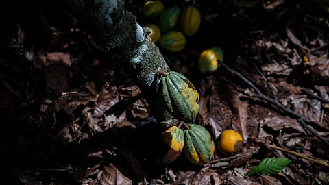 Cocoa pods seen hanging on a tree in Divo, West-Central Ivory Coast