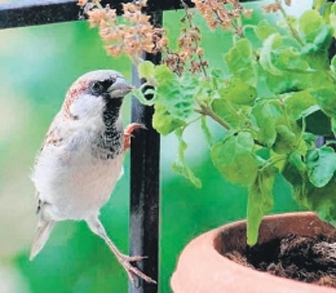 Charming guardians of urban biodiversity