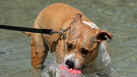 PETA India pointed out that pit bulls and similar foreign dog breeds are primarily used for illegal dog fighting in India.