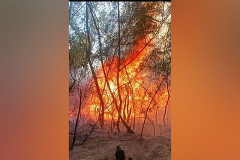 The fire is spreading among a patch of cypress trees.