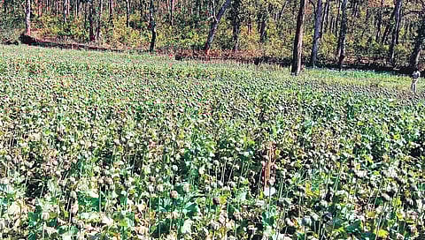 A poppy field in Similipal Tiger Reserve in Mayurbhanj district | Express