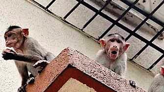 Monkeys and wild boars have become unwelcome regulars, with reports of the monkeys raiding kitchens and drawing water from the residents’ water tanks.