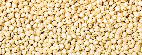 While the price of jowar was about Rs 7,000-8,000 per quintal in the last month, the present price has dropped to Rs 2,500-3,500.