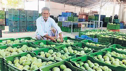 A worker sorts mangoes at a wholesale centre in Muthalamada