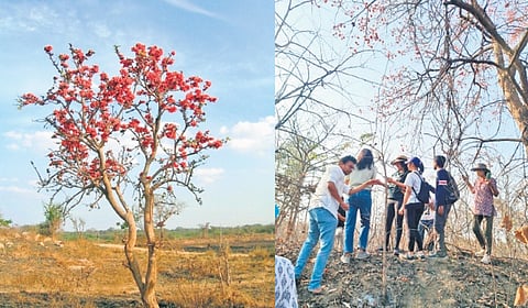 (L-R) Palash in full bloom, the
walk in Hyderabad