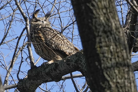 A Eurasian eagle-owl named Flaco sits in a tree in New York's Central Park, Feb 6, 2023.