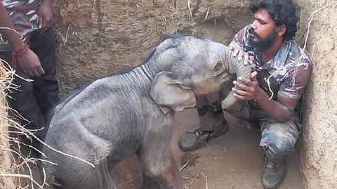 The forest officials are providing food for the calf in the five-foot pit where it is kept