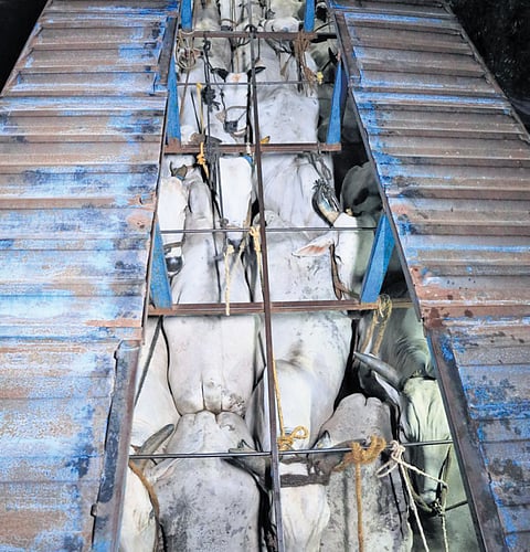 One of the specially designed container trucks that packed 43 bullocks together and were bound to Kerala;