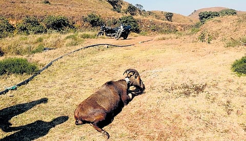 Saddleback Nilgiris Tahr has high stress-tolerance levels | express
