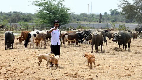 Sai Vignesh, founder of Almighty Animal Care Trust.