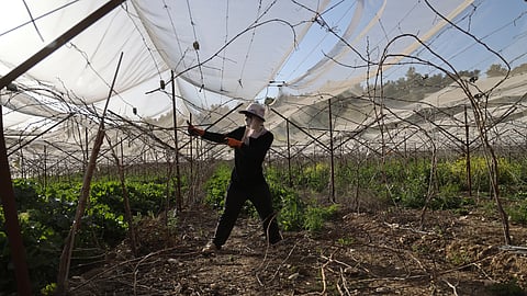 A Thai foreign worker tends to an agriculture field near the central Israeli city of Beersheba on March 16, 2021.
