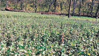 A poppy field in Similipal Tiger Reserve in Mayurbhanj district