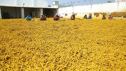On Monday, the price of fresh turmeric — finger variety — was between Rs 11,000 to 13,200 per quintal. The price of the bulb variety was Rs 11,600 per quintal.