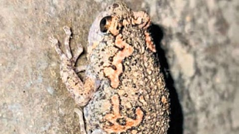 Hope springs anew as painted globular frog sighted in Mancherial
