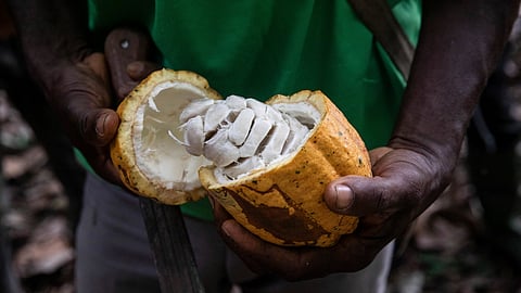 A farmer opens a Cocoa pod.