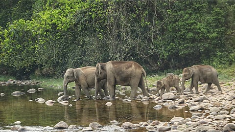 After rescuing the two wild elephants, the regional rescue squad will relocate them to BTR, where they will be housed.(Represenataive Image)