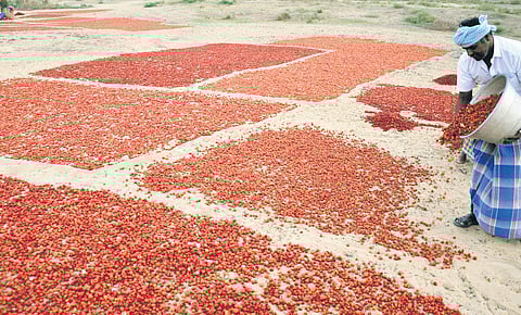 Ramnad ‘mundu’ chilli to spice up the global market