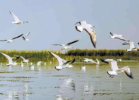 Sharing figures from last year, the DFS chief said that the fire-fighter rescued more than 7,000 birds and animals and responded to over 30,000 distress calls in 2023.