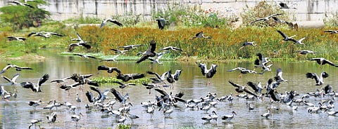 As the water level has dropped in the Vaigai river in Madurai, Asian open bill storks are finding it easy to feed on the snails in the water
