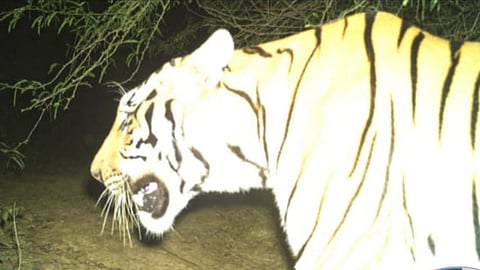 Tiger image captured camera traps in mathangamma metta forest area bordering of East Godavari and Eluru districts.