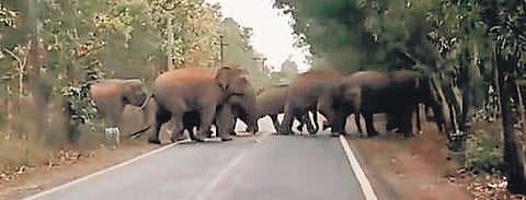 The elephant herd from Jharkhand crossing a road in Raibania