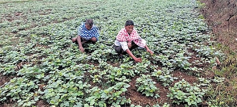 Farmers inspect the moong production.