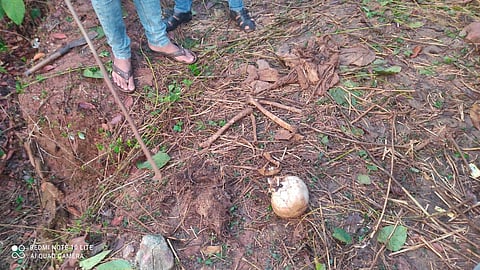When Bablu Jena, a local who has taken the cashew plantation on lease, came to inspect the crop on Wednesday, he found the skull and bones in the jungle.