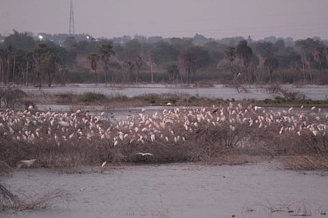 Birds flocking to Kottarai-Marudaiyaru dam in Perambalur.