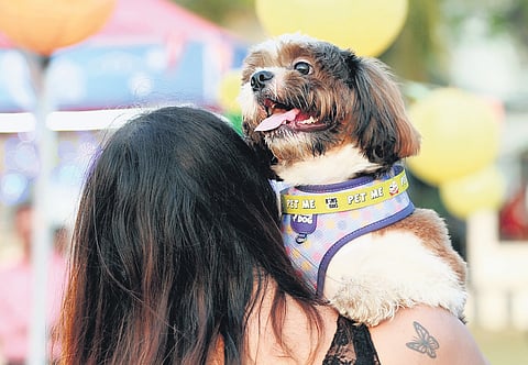 Exotic cruelty: Temperature taking a toll on alien pet breeds, say activists in Kerala