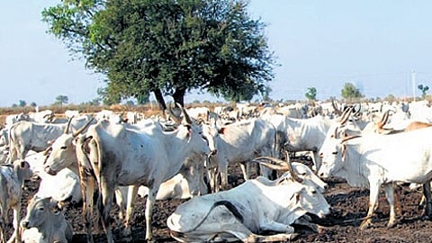 Image used for representation