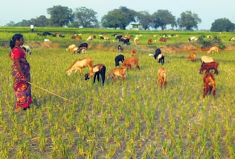 A woman allows her cattle to graze on withered paddy crop in Ghanpur village of Machareddy mandal in Kamareddy district
