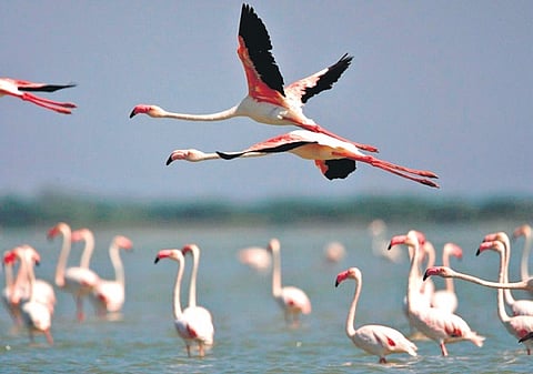 The sanctuary attracts thousands of migratory birds every year