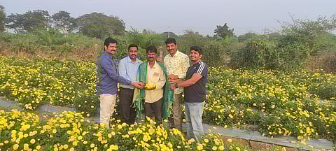 Marigold flower plantation in Bhadradri kothagudem District