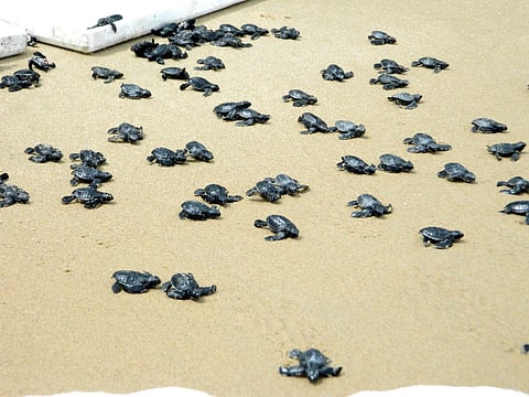 Hatchlings of Olive Ridleys being let into the sea by the forest officials at Koolaiyaru coast near Sirkazhi taluk of Nagapattinam district