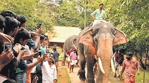 The shortage of captive elephants has been a major concern for festival organisers in Thrissur.