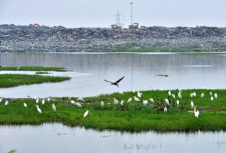 A total of 165 water bodies including 31 lakes and 134 tanks have disappeared so far from the Pallikaranai catchment area,