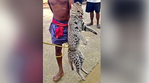 The video shows a fishing cat tied to a rope and ganged to death.