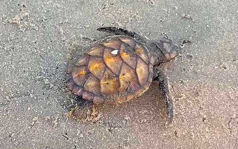 Hawksbill turtle hatchling spotted near the broken bridge coast at Besant Nagar in Chennai