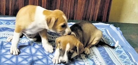 Harry needs a loving permanent home and is vaccinated and neutered