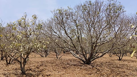 Over 85% of mango yield is affected this year due to water scarcity, says KM Soundarajan, president of Mango Farmers Federation