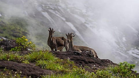 Nilgiri Tahr.