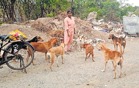 Jennifer feeding stray dogs at Alagu Nagar and Lakshmi Nagar in Saravanampatti