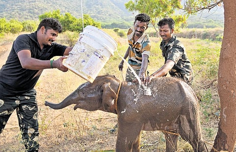 Forest officials found the calf abandoned at Rayaruthupathi on Sunday