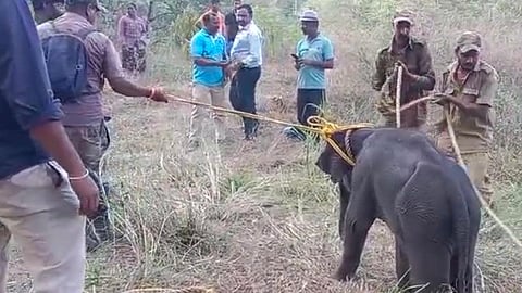 Forest authorities rescue a three-month-old baby elephant with the goal of reuniting it with its mother.