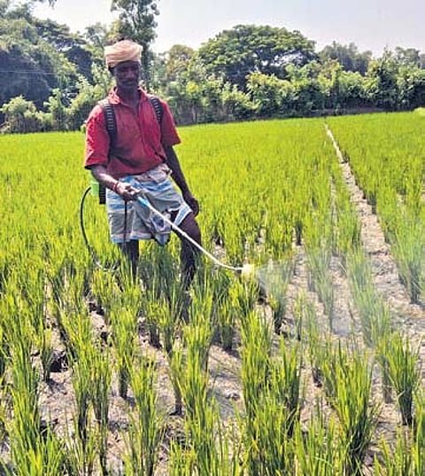 The government’s nano urea push is aimed at substantially reducing the import of chemical fertilizers while improving soil quality.
