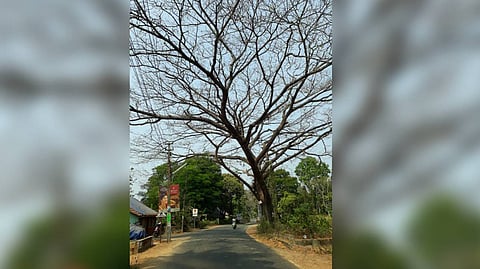 Small town Puliyanam near Angamaly