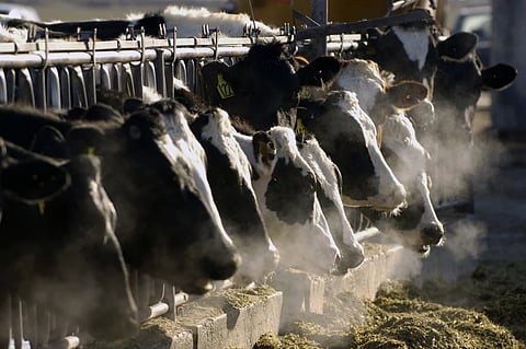 A line of Holstein dairy cows feed through a fence at a dairy farm in Idaho on March 11, 2009.
