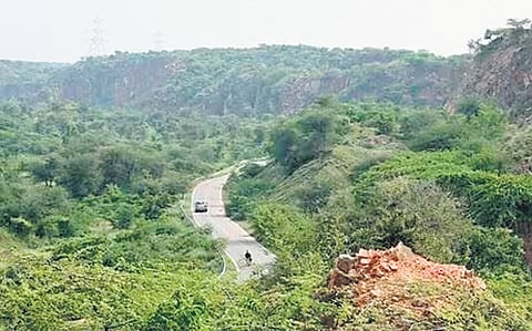 Green pitch finds more resonance in poll time