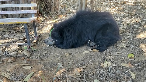 This is the third incident of seizures out of a total of eight sloth bears in the past three months from different districts of Bihar and Jharkhand.
