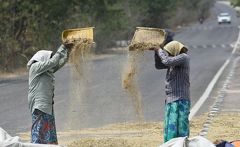 Image of agricultural labourers winnowing Millets to remove chaff from the food grains used for representative purpose.